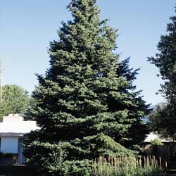 Epicéa du Colorado / Picea pungens